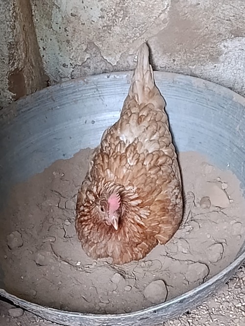 An image of chicken
