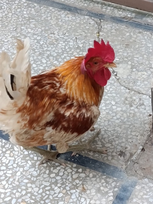 An image of chicken