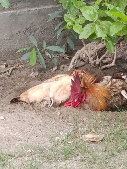 An image of chicken