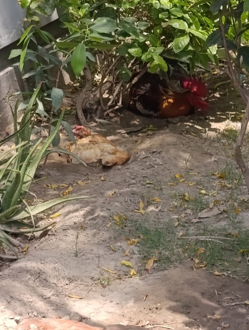An image of chicken